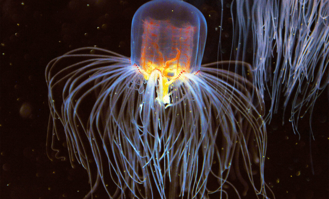 Jellyfish can regenerate functioning tentacles in just a few days