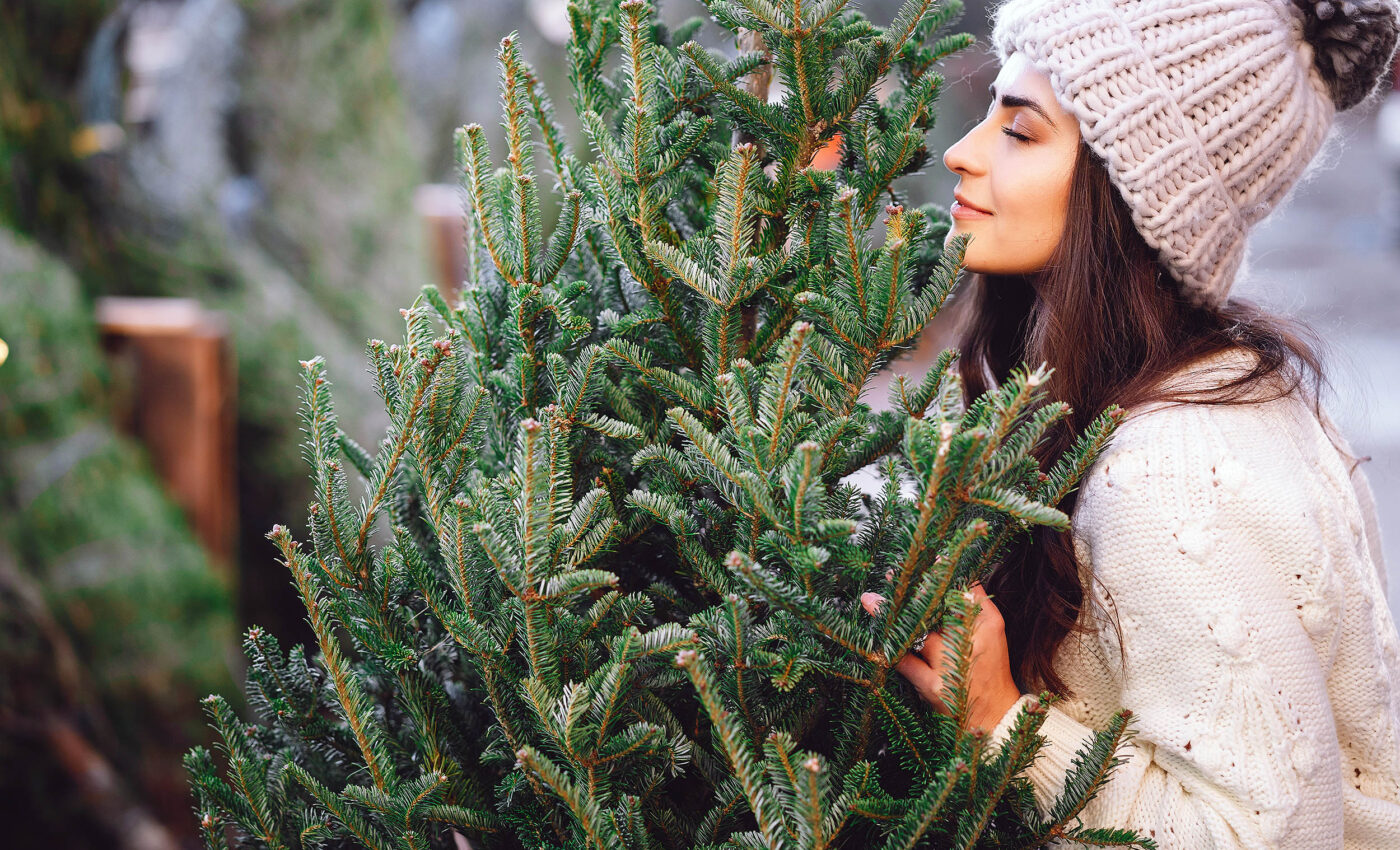 How Christmas trees produce that fresh, festive scent