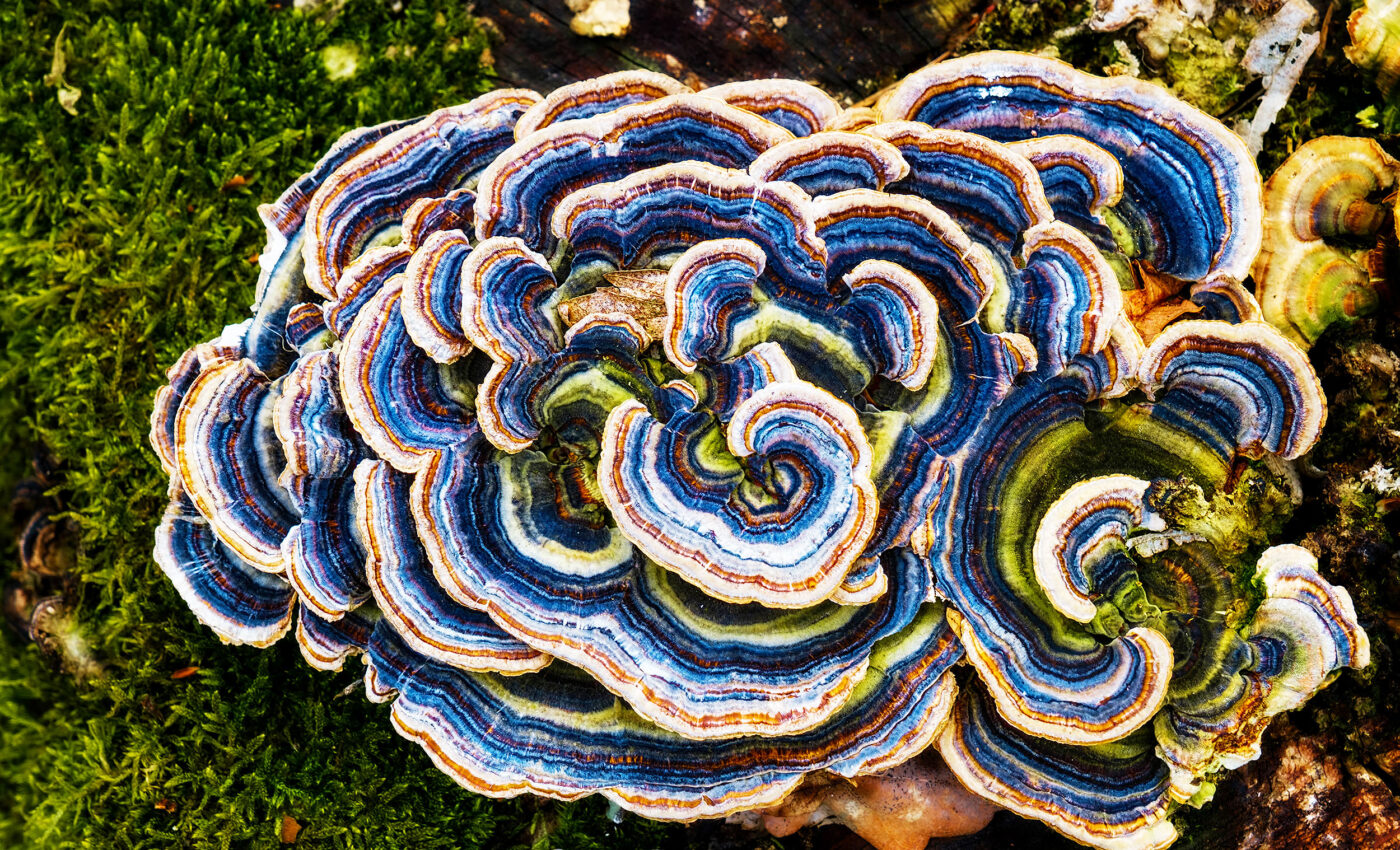 Microbial awakening: Arctic food webs are transforming from green to brown