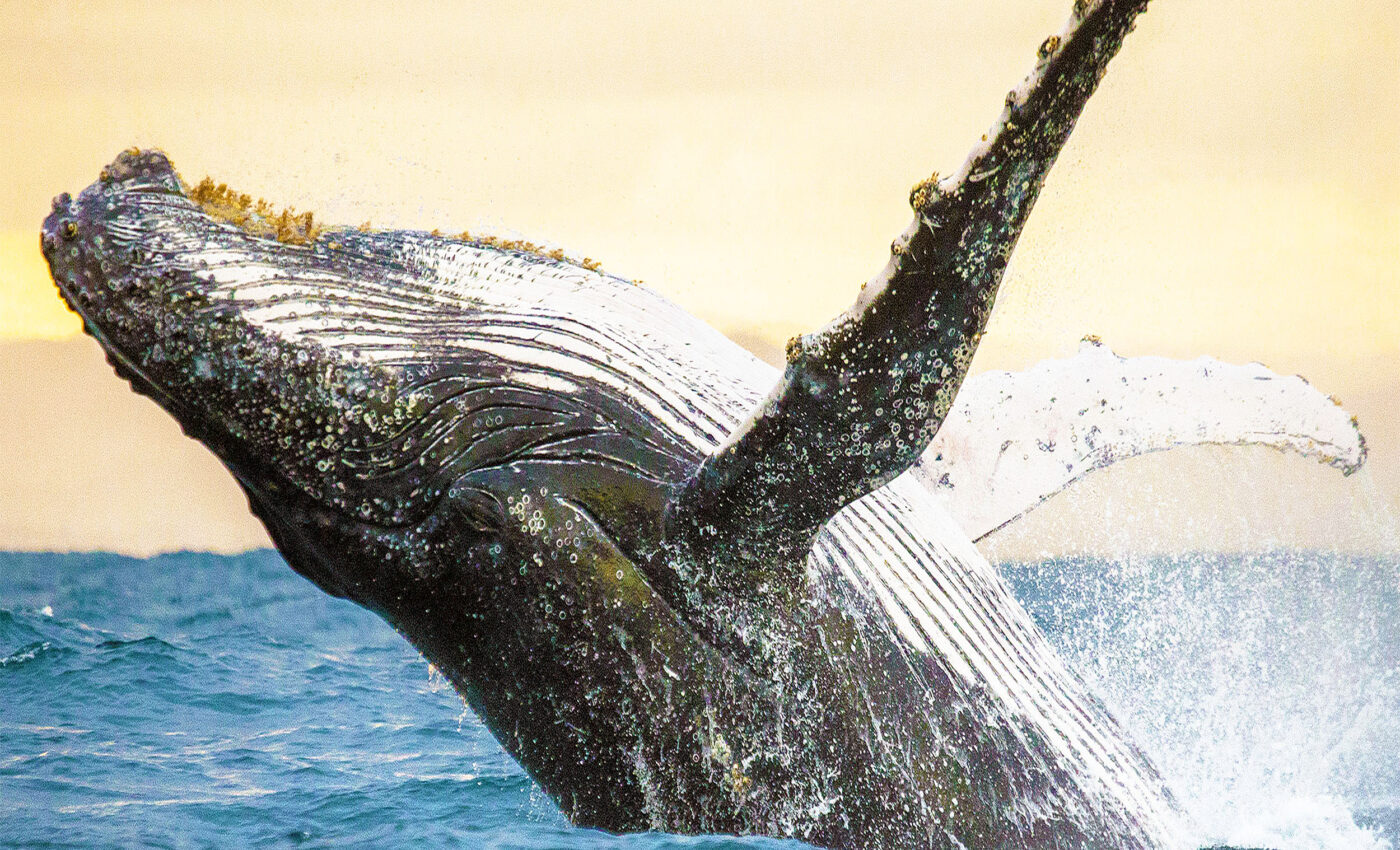 Scientists have a 20-minute "conversation" with a humpback whale named Twain