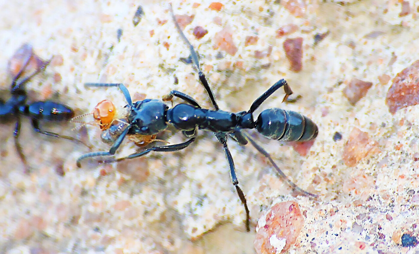 Ants recognize infected wounds and create their own antibiotics to treat them