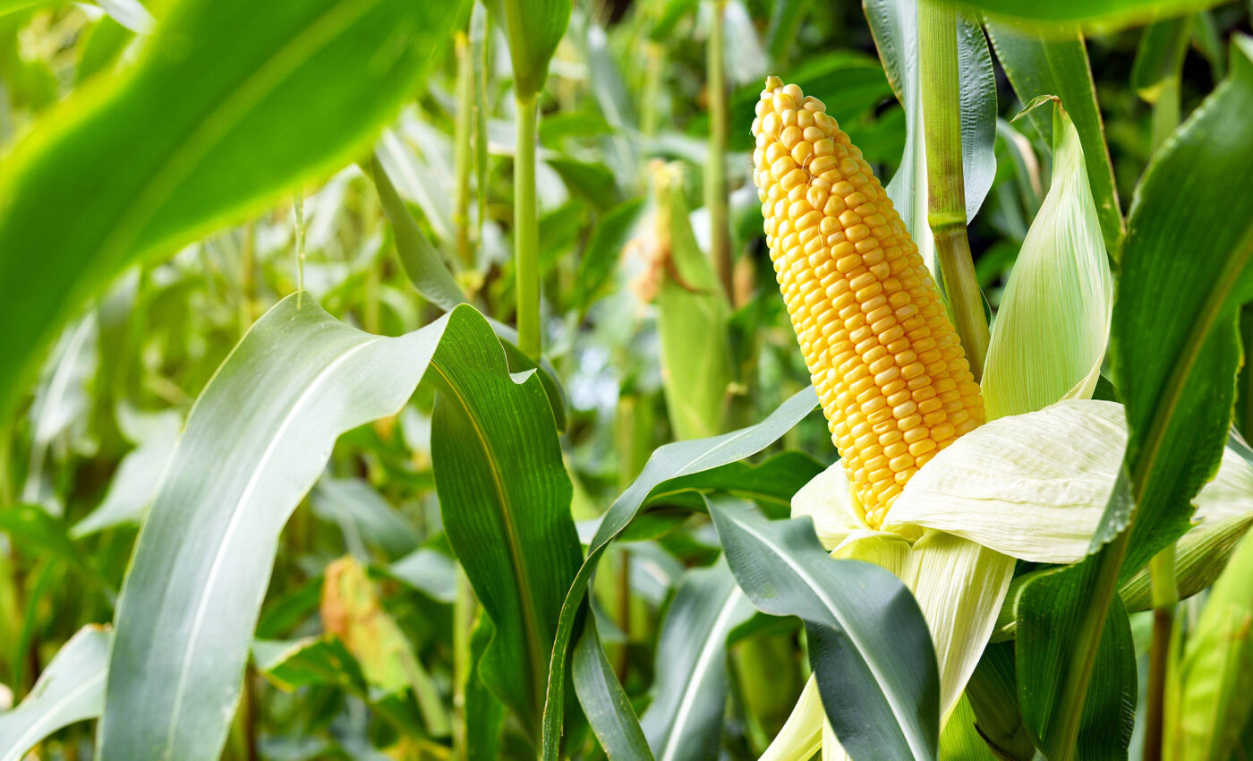 Corn found to have genetic vulnerability to common tolpyralate herbicide