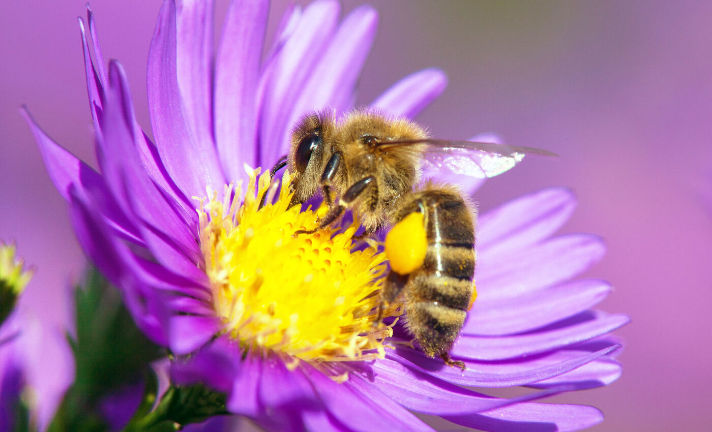 Different bee species have unique nutritional needs and appetites