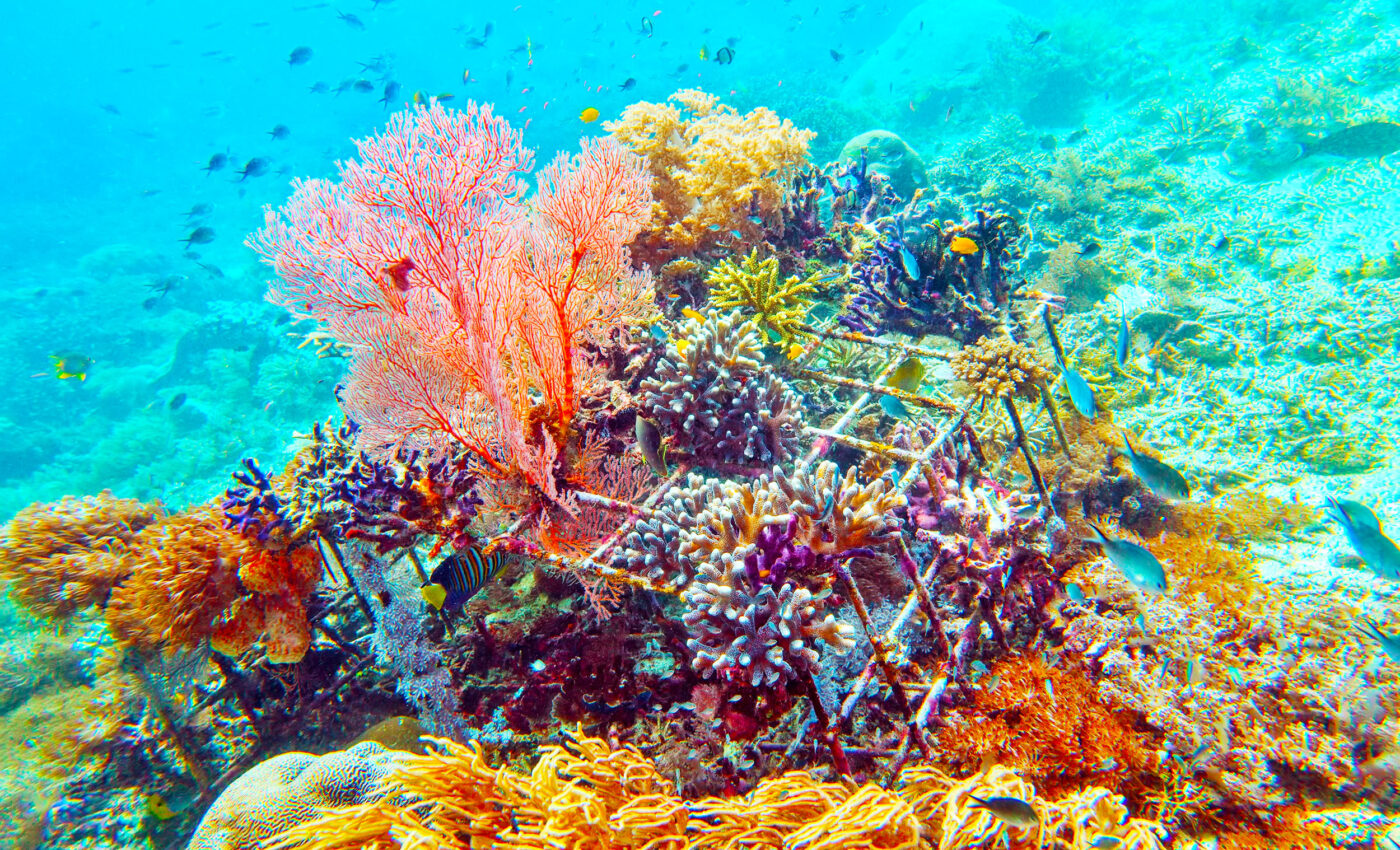 Coral ‘nurseries’ need protection equal to that of established coral reefs