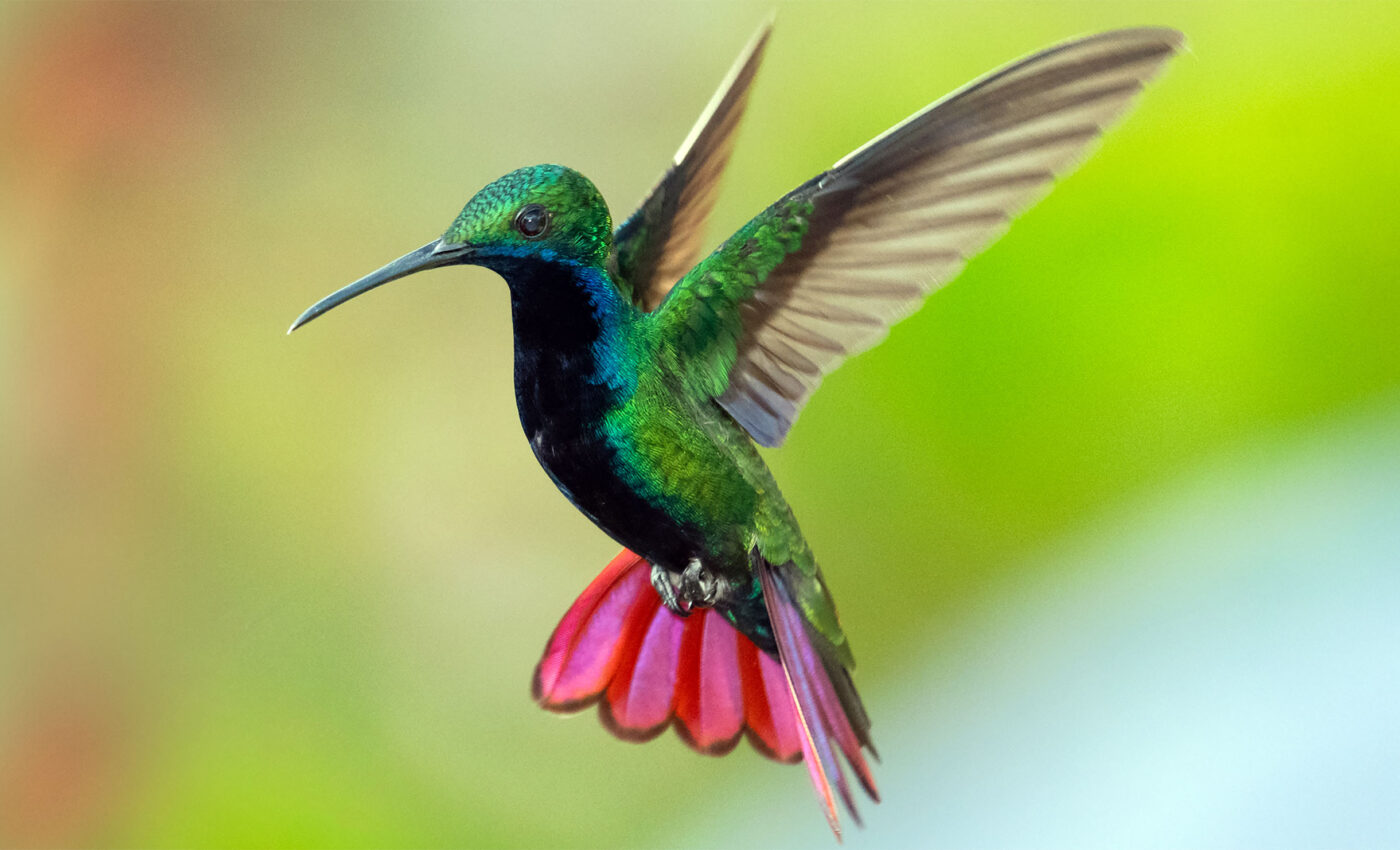 How hummingbirds deal with their need for flight speed