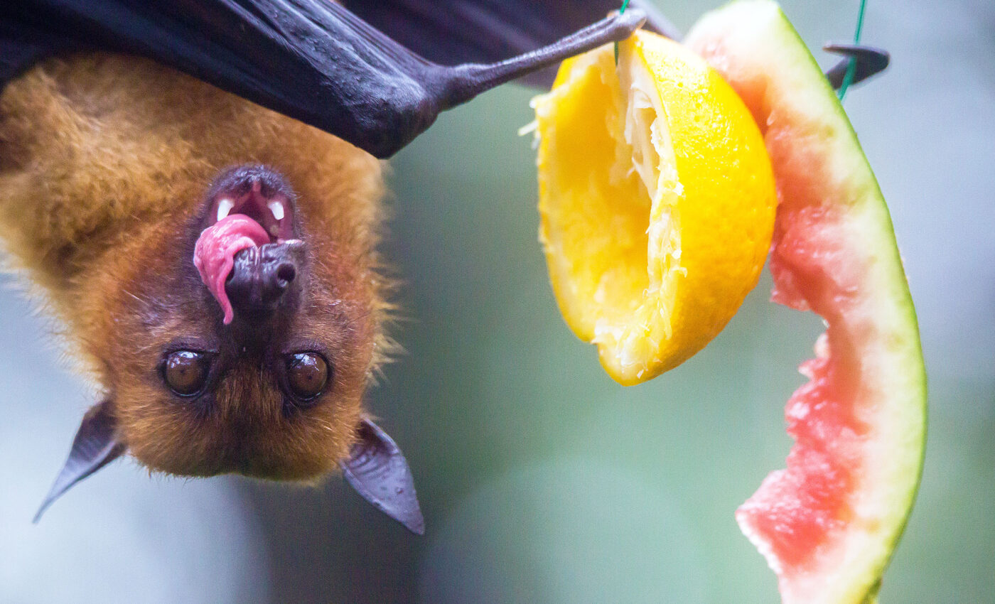 How fruit bats suffer no consequences from their high sugar diet
