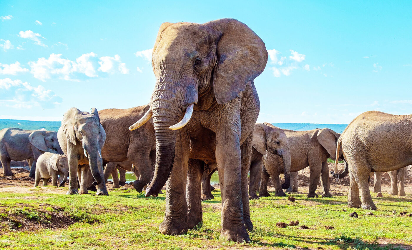 These US zoos have horrific living conditions for elephants