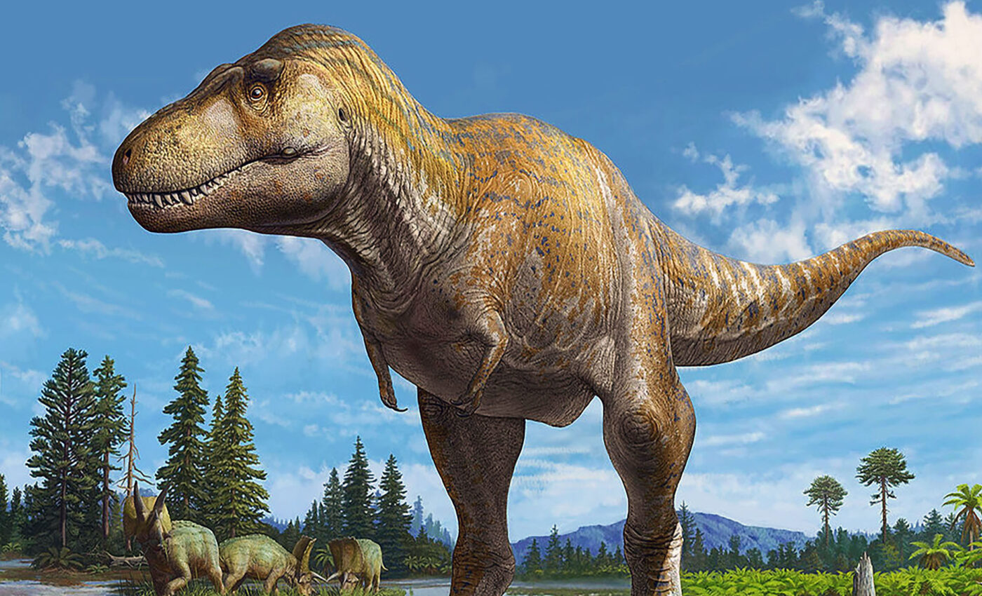 New dinosaur species,  Tyrannosaurus mcraeensis, discovered in New Mexico