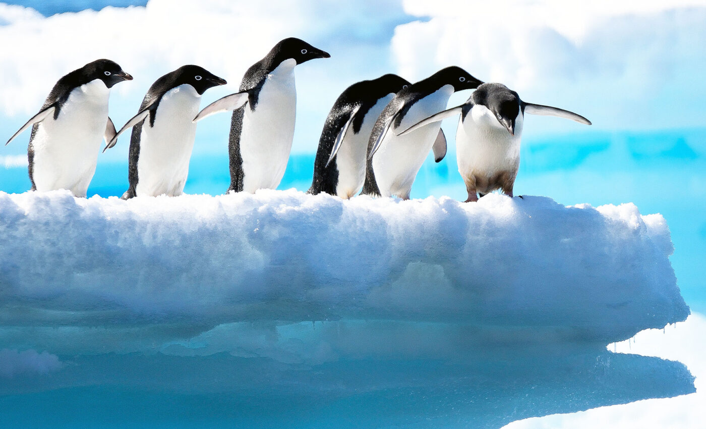 Adélie penguins use sea ice to migrate thousands of miles each year