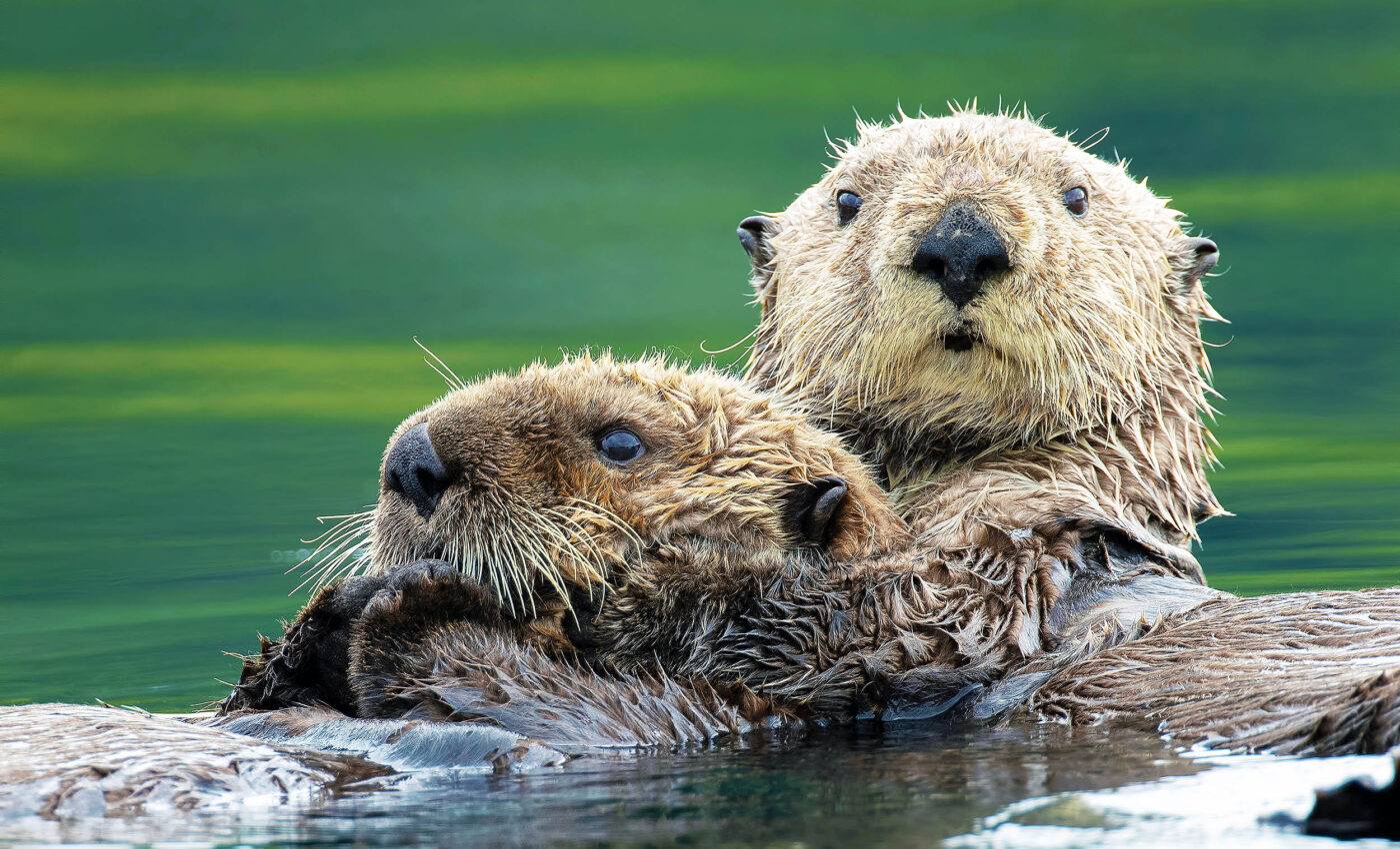 How aquatic mammals keep their fur clean underwater