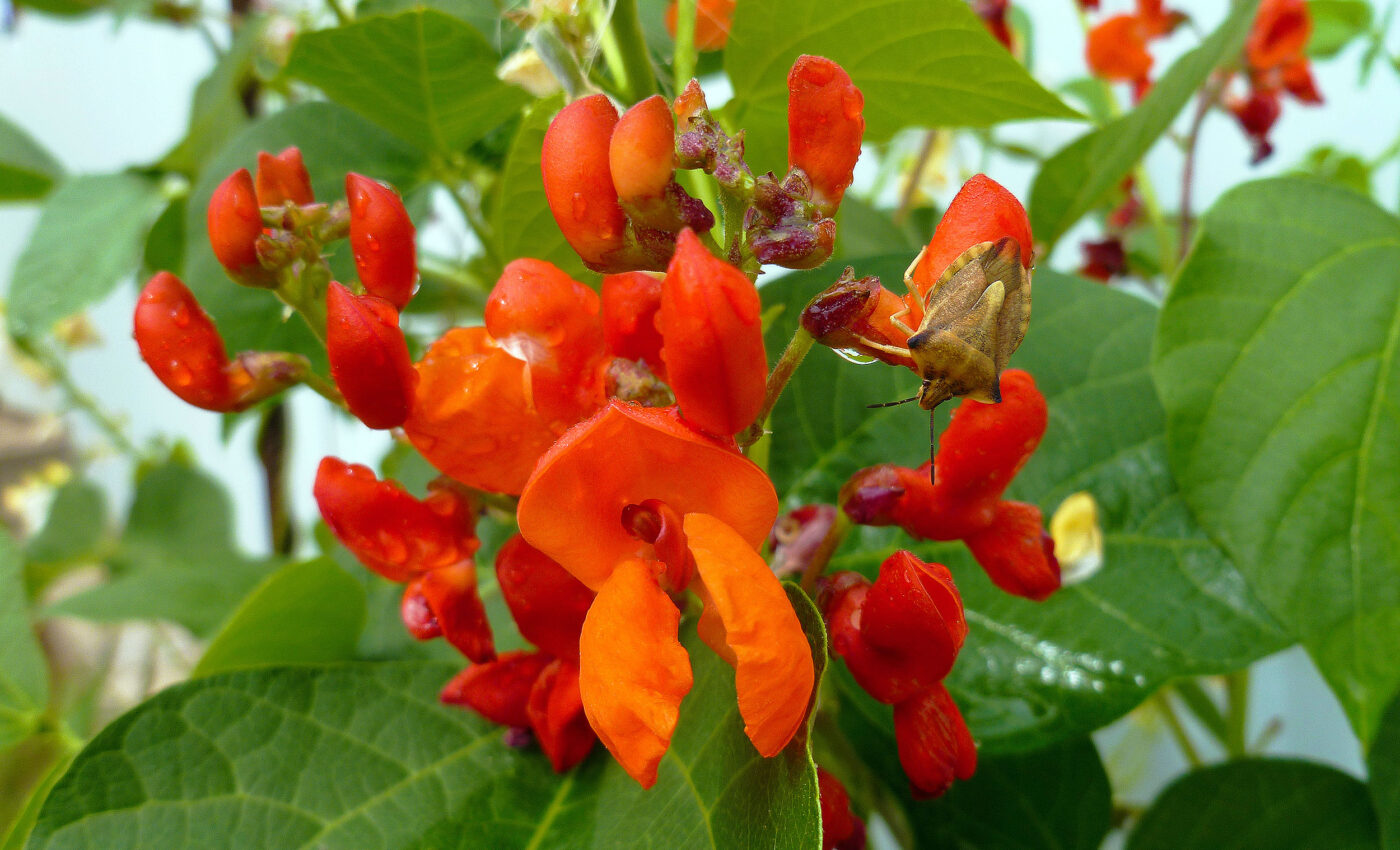 Domesticating plants permanently alters their microbiome