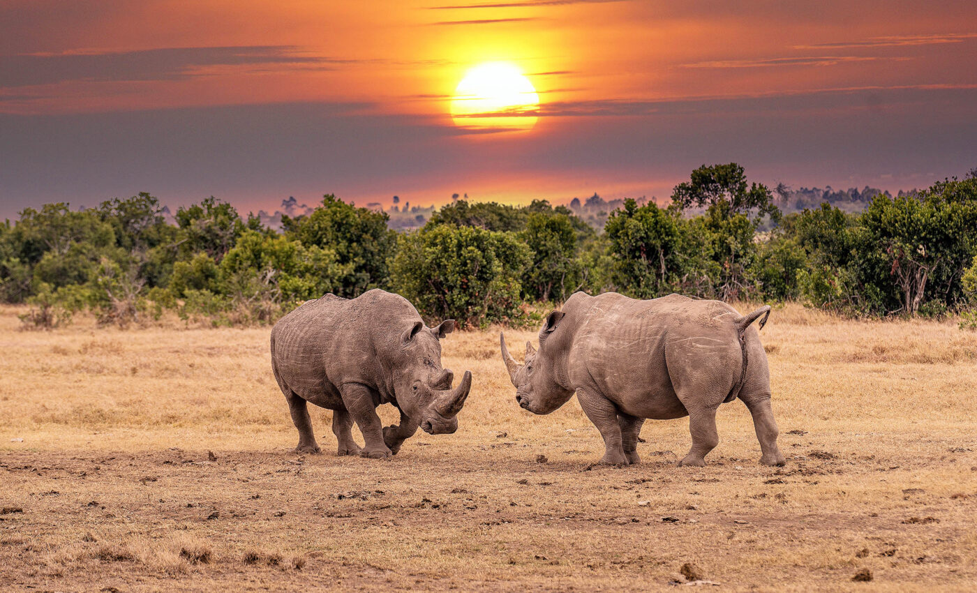 Temperatures in Africa are rising above levels that rhinoceros can tolerate