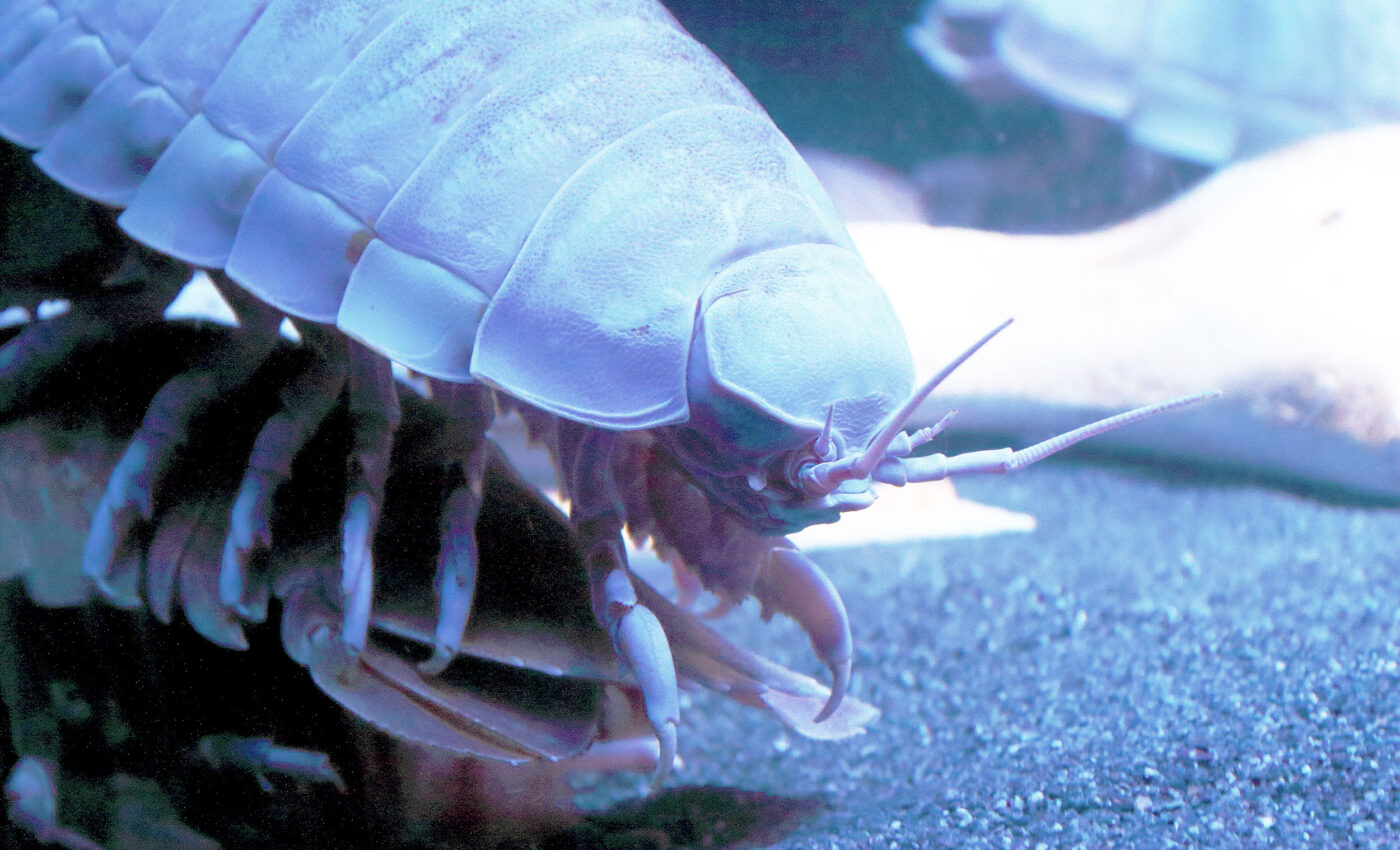 New deep-sea crustacean species discovered
