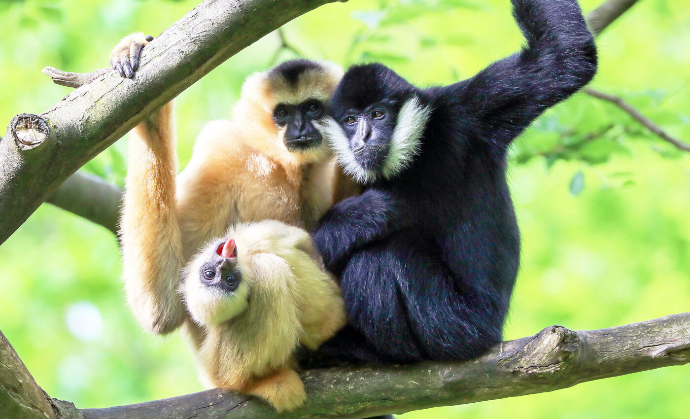 Females wield more power in primate societies than previously believed