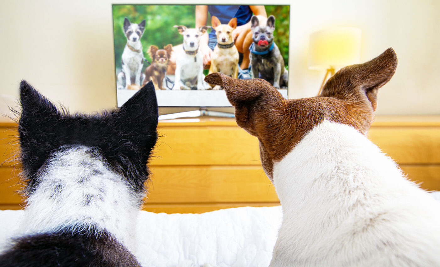 Dogs' favorite TV shows revealed in new global study
