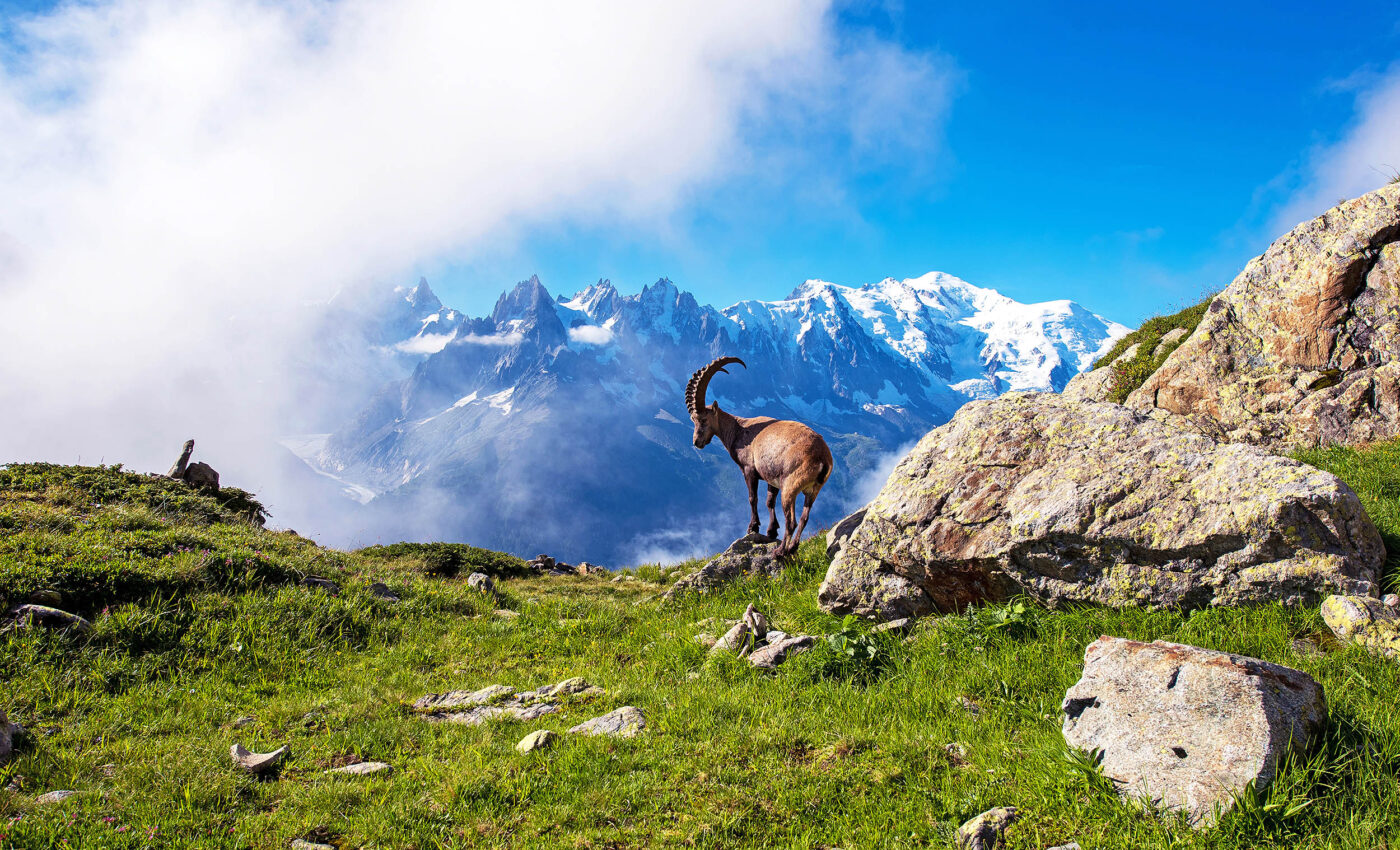Mountain glaciers will lose 50% of their volume by 2050 no matter what humans do