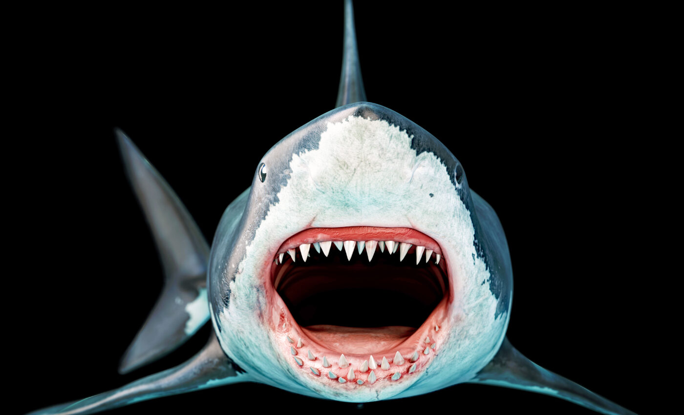 Megalodon sharks were much thinner than previously believed