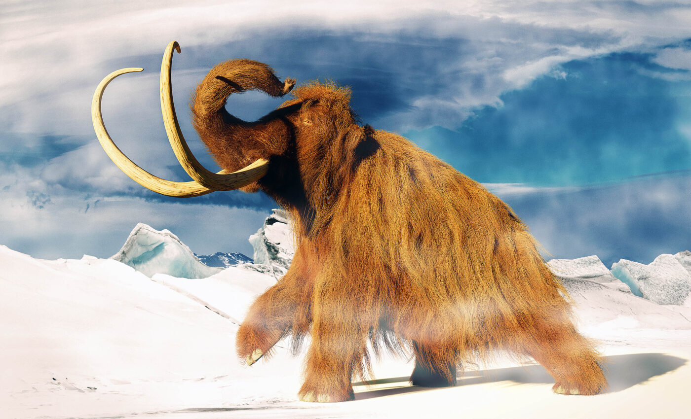Woolly mammoth named "Elma" has an intriguing story to tell