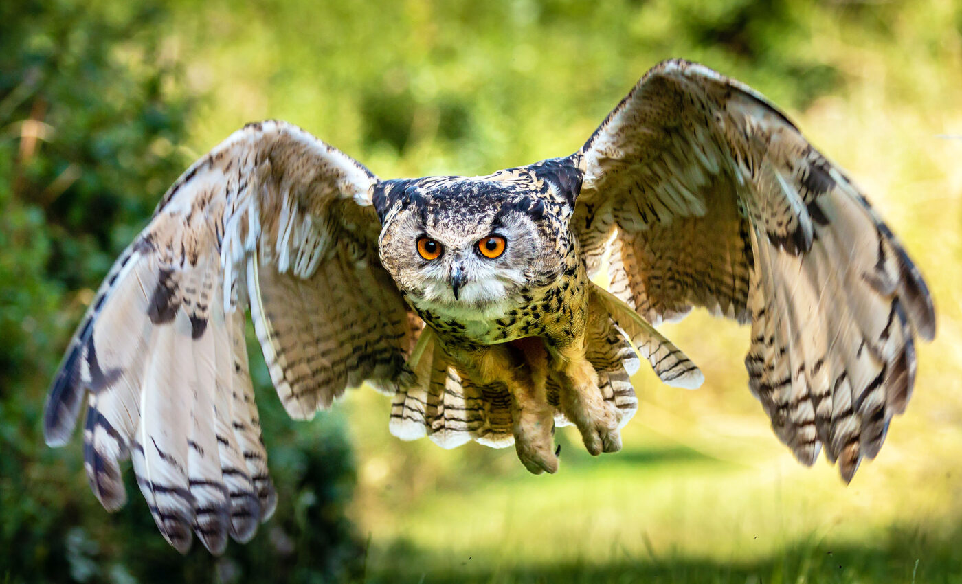 The silent flight of owls is one of nature’s great mysteries
