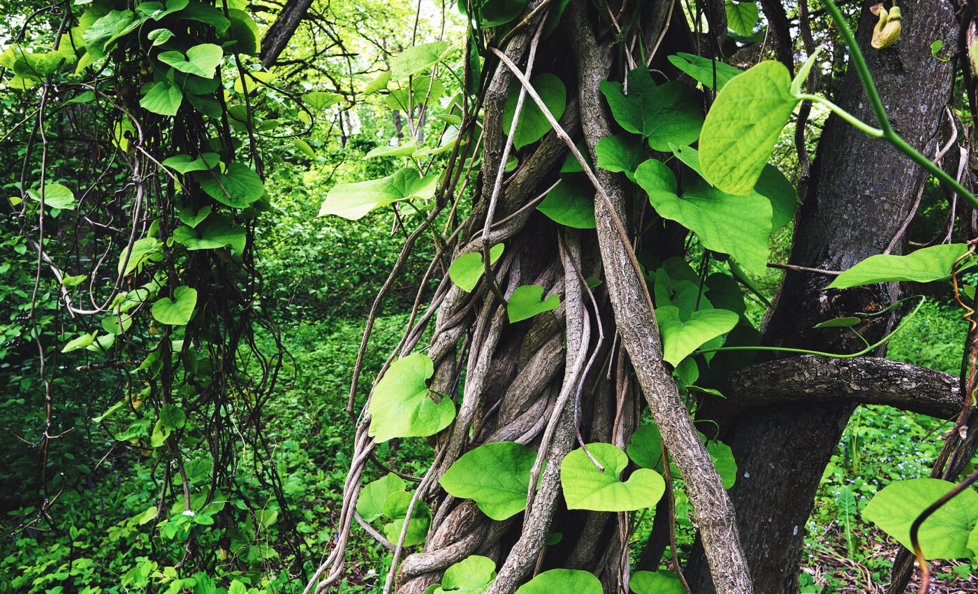 Woody vines strangle trees and takeover forests as temperatures get hotter