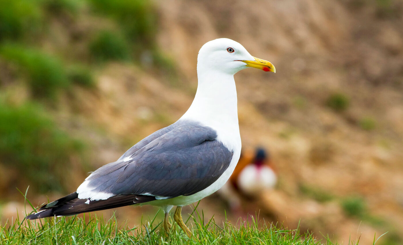 Gulls are shifting their habitats to urban areas