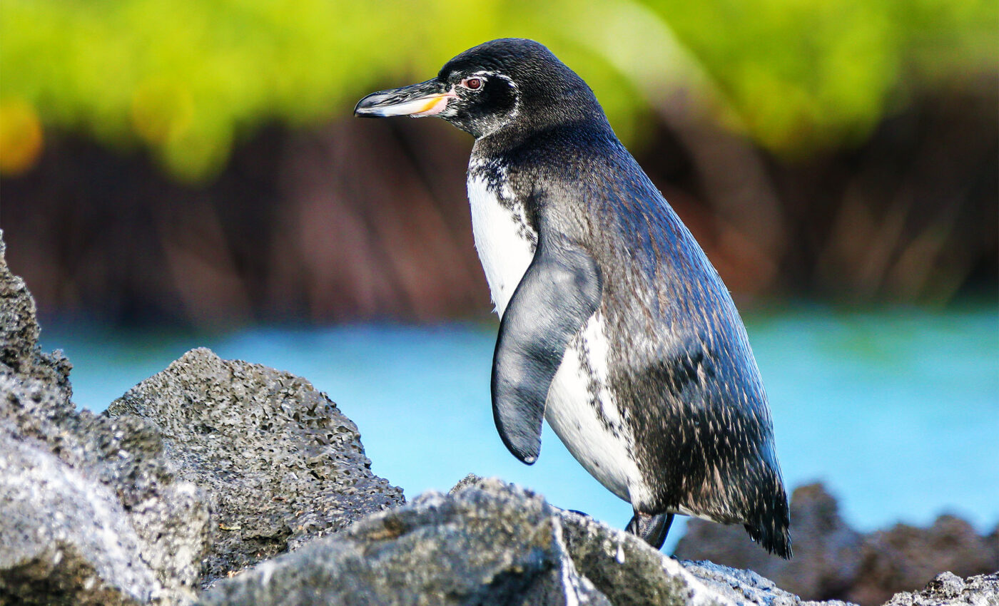 Galápagos penguins at risk from microplastics in polluted food web
