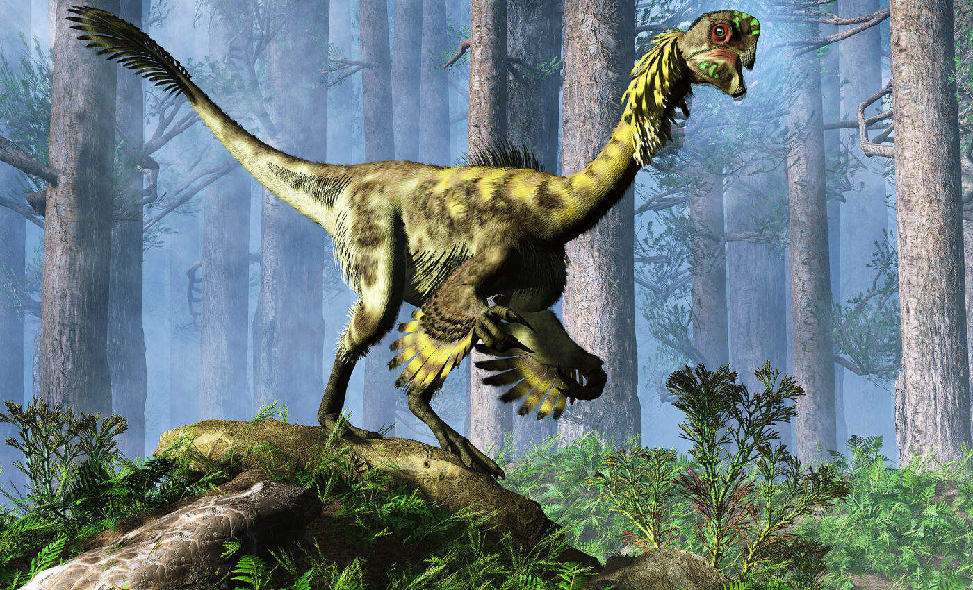 New Oviraptor dinosaur species weighed as much as a human female