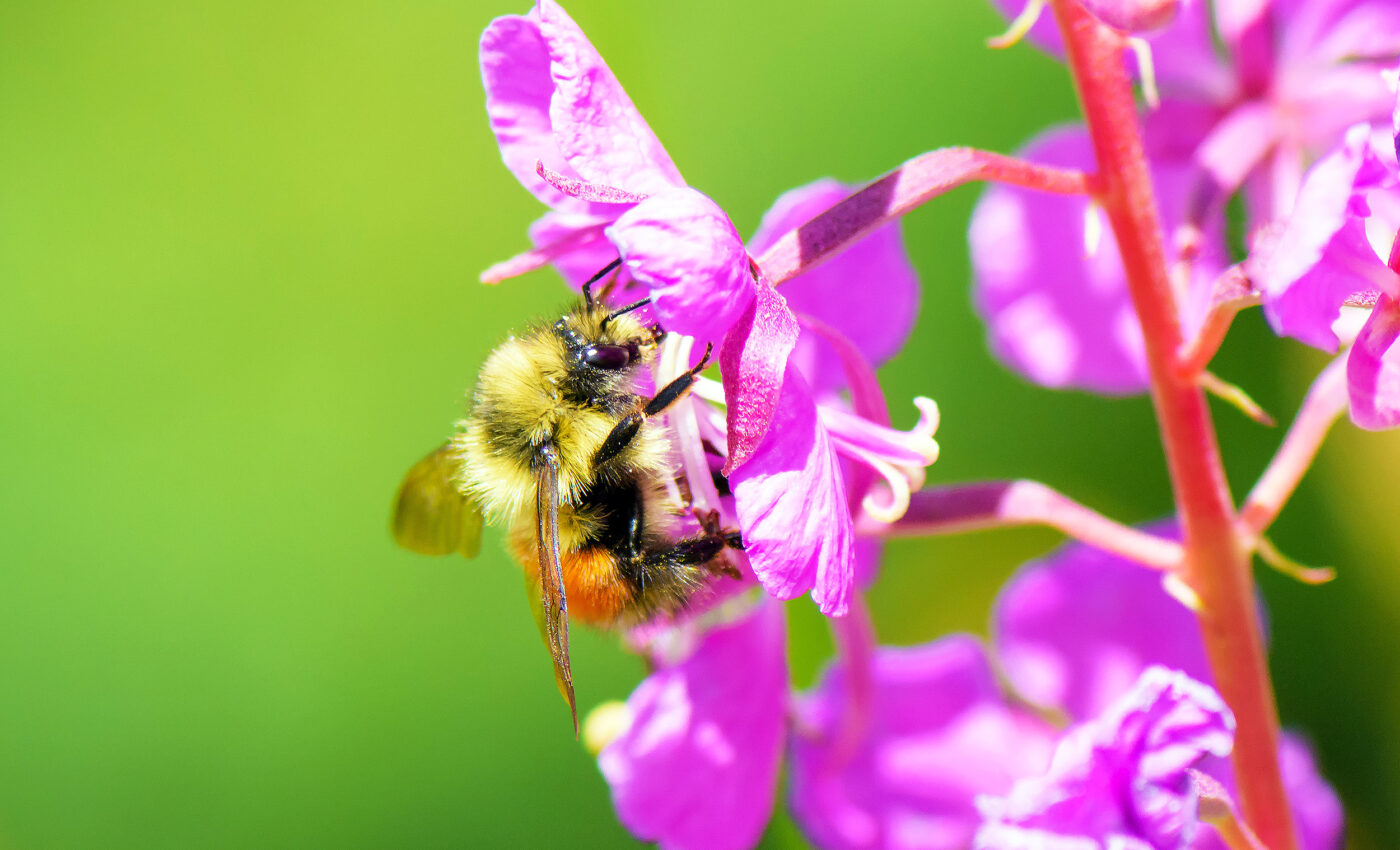 Twenty-percent of Colorado bumblebees are endangered