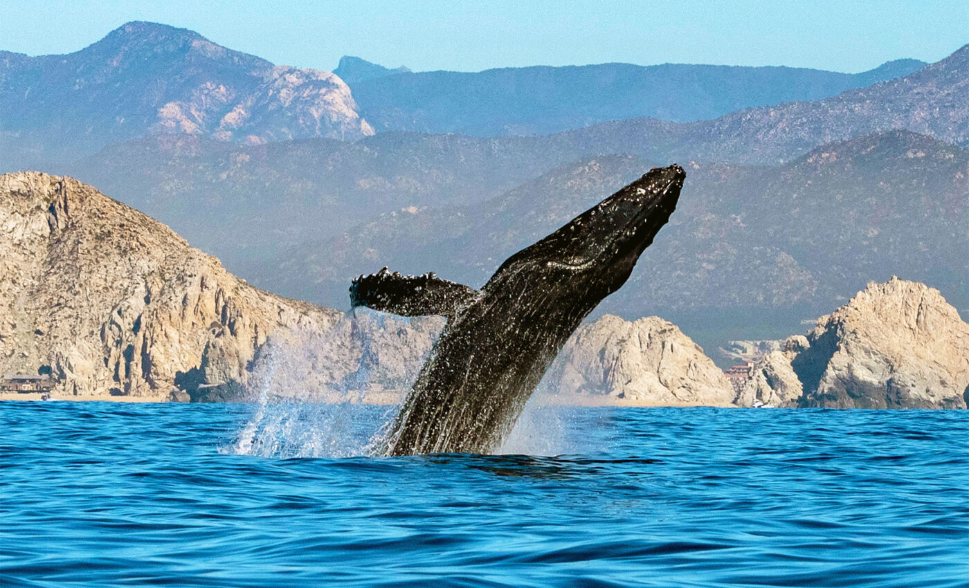 Humpback whales have moved their singing rituals away from shorelines