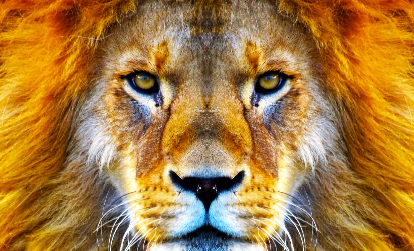 Tiny ants have a big impact on the hunting behavior of lions
