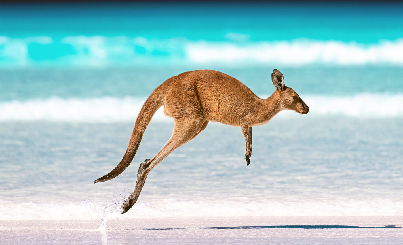 Genome mapping completed for dozens of common animals