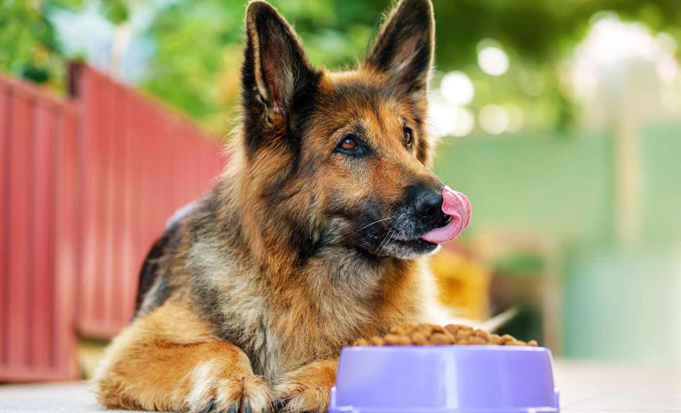 Probiotics help overweight dogs shed pounds