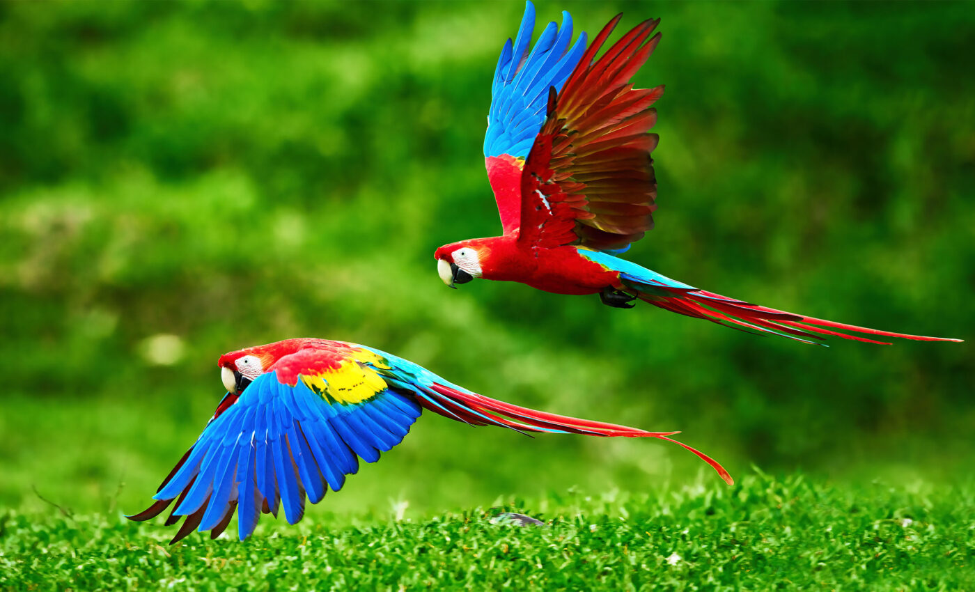 How birds’ brains evolved to enable them to fly