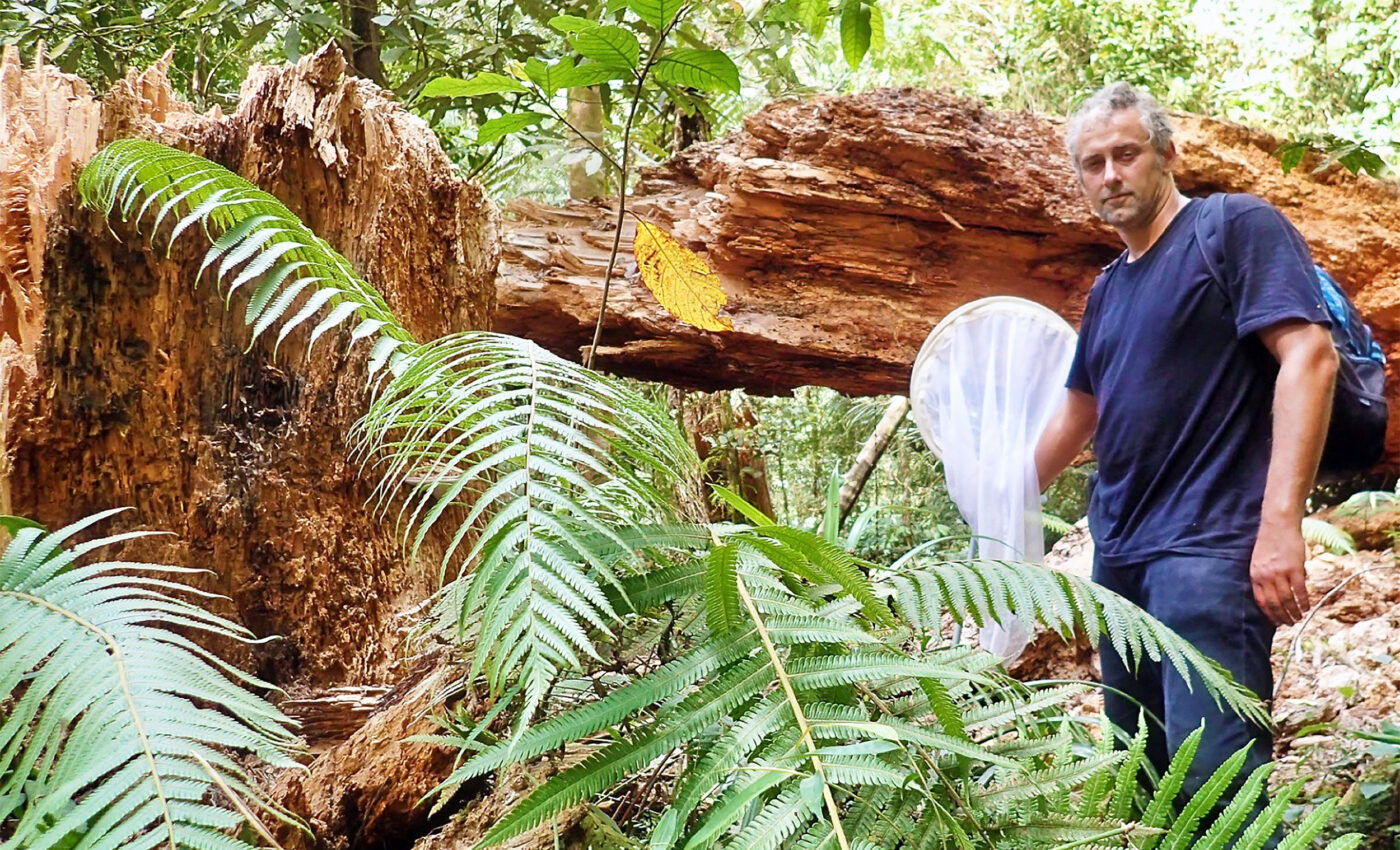 New weevil species discovery ‘almost like discovering a dodo bird’