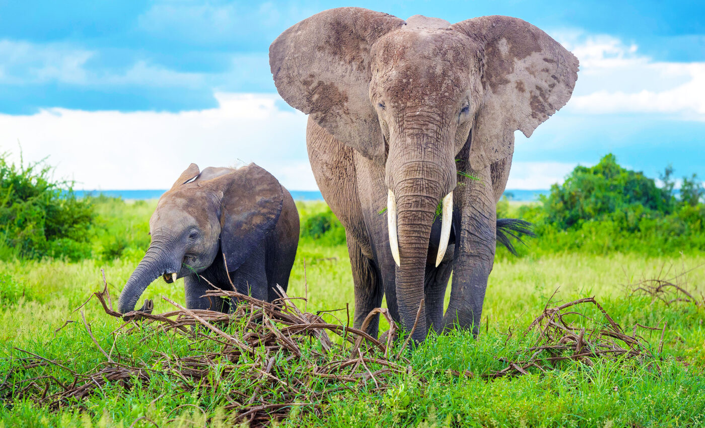African elephants will soon become extinct without immediate international help