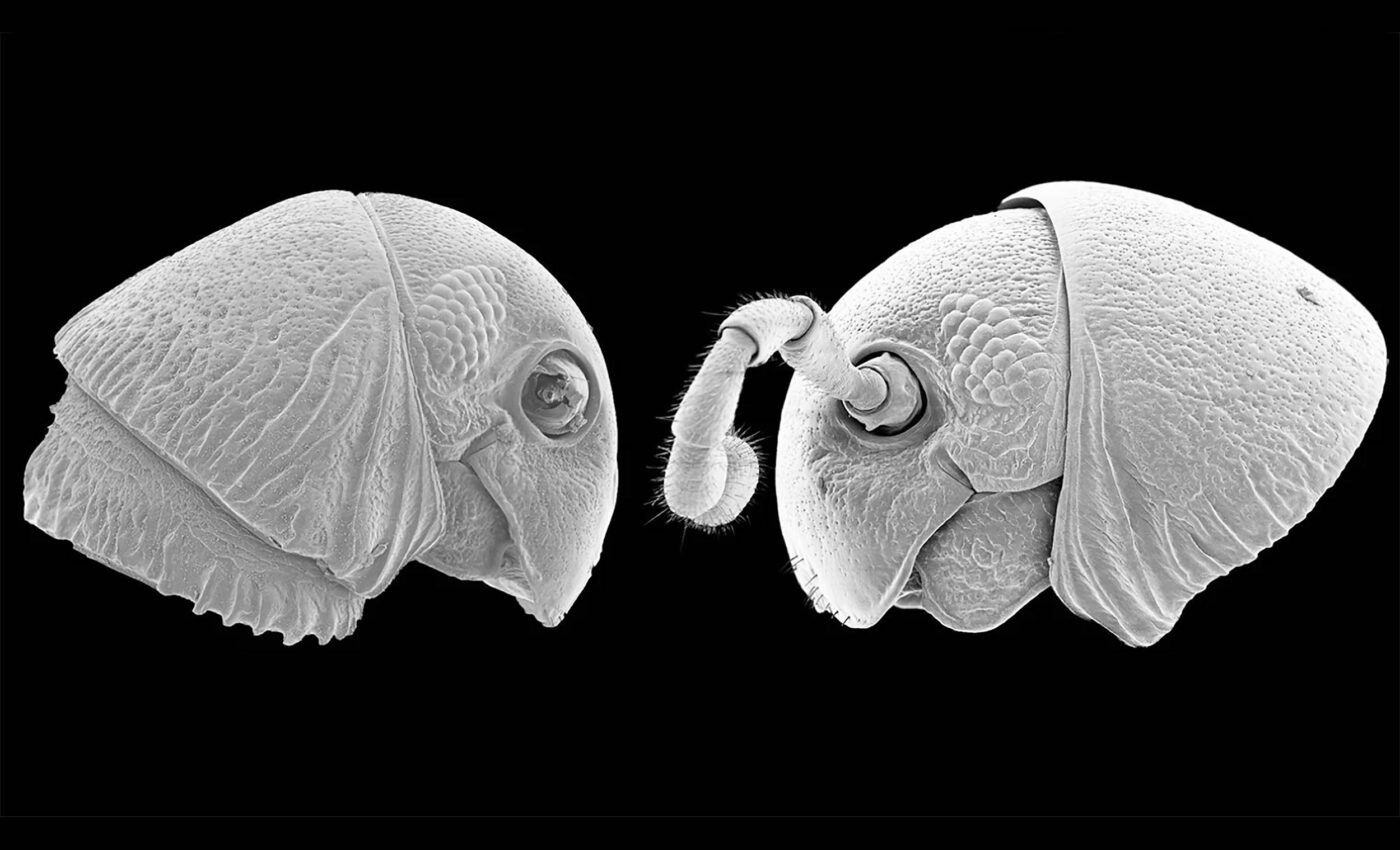 "Alien-faced" forest dwellers discovered that resemble Star Wars characters