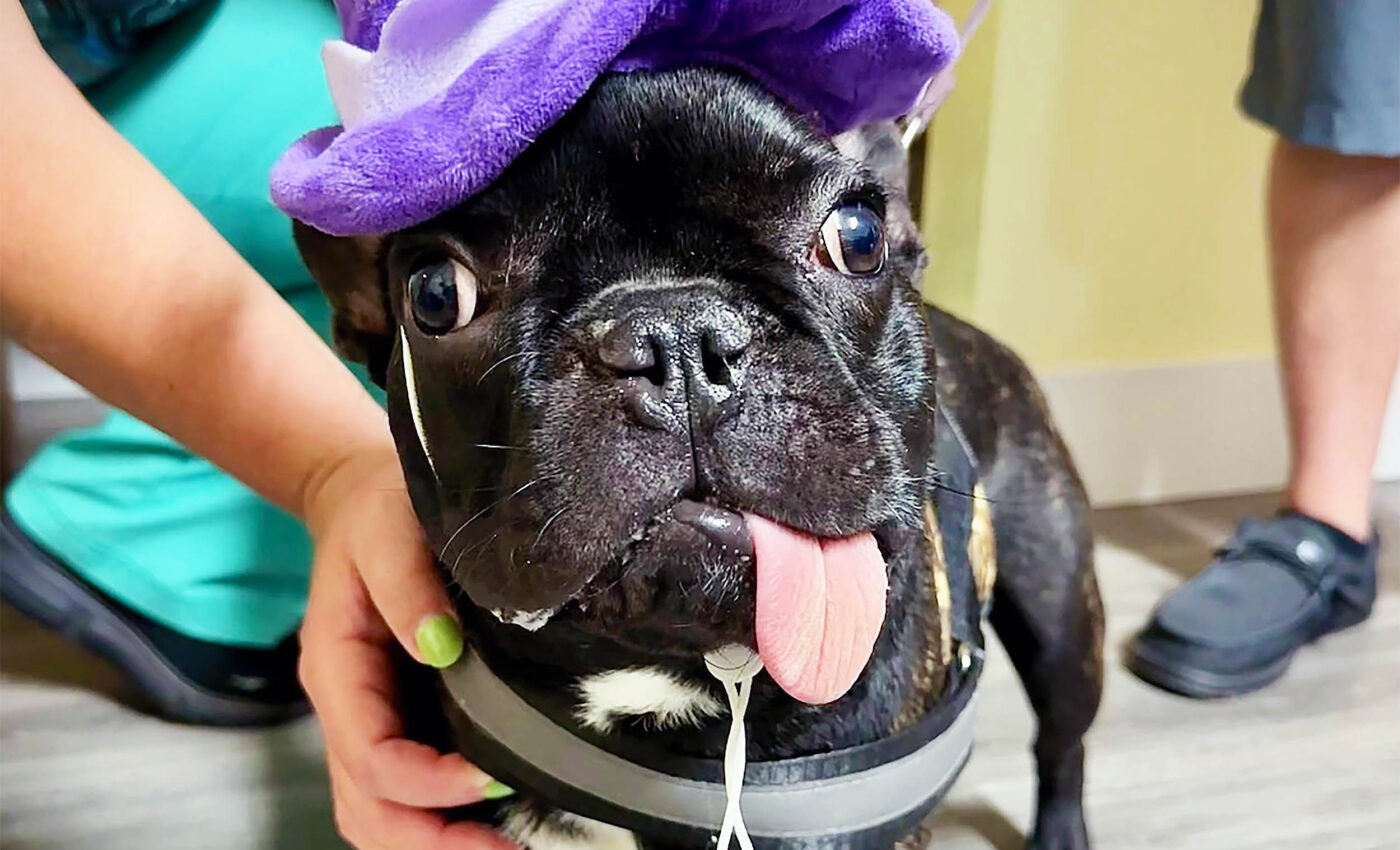 French Bulldog puppy spontaneously regrows jaw after cancer diagnosis
