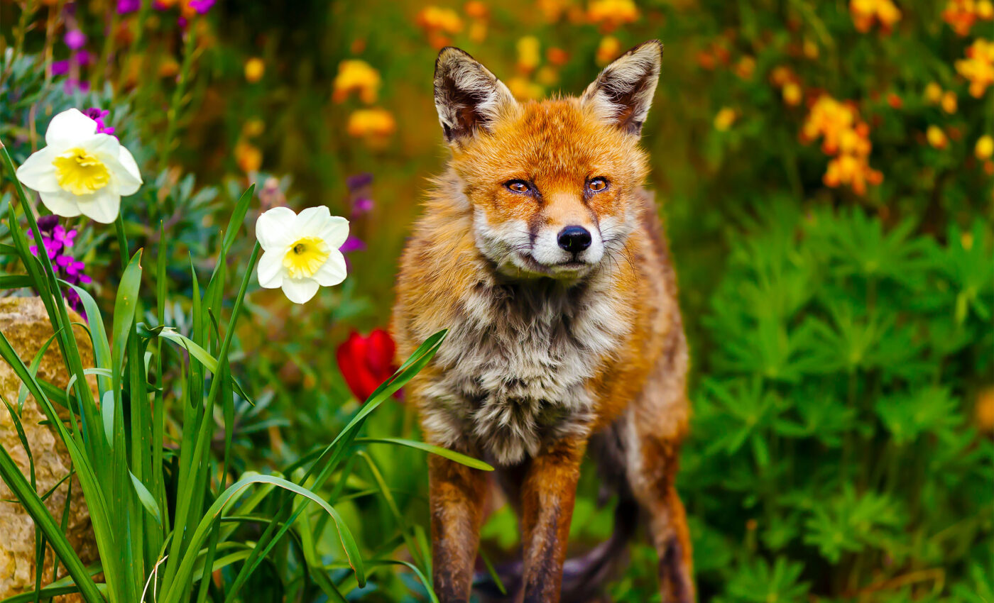 Killing animals that "don't belong" in an ecosystem is a harmful strategy