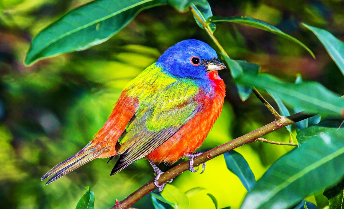 Bird population in North America has plummeted by 3 billion birds