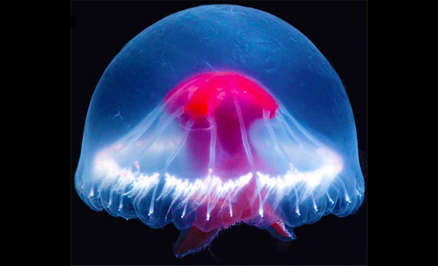 Very rare medusa jellyfish species spotted near Japan