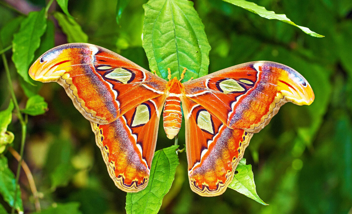 Why insects seem to be attracted to light has long been a mystery