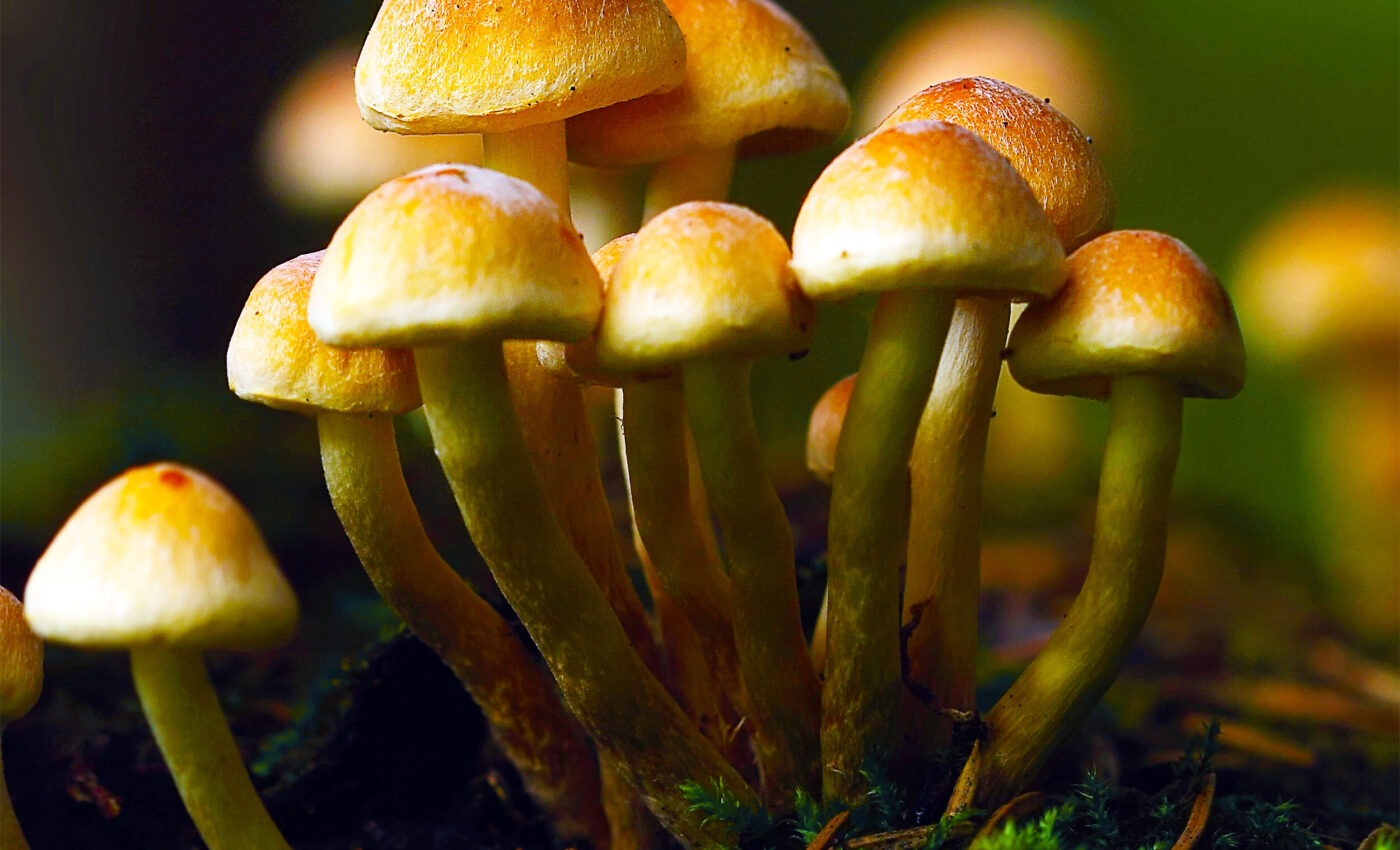 Police seizures of psilocybin ‘magic’ mushrooms have increased dramatically