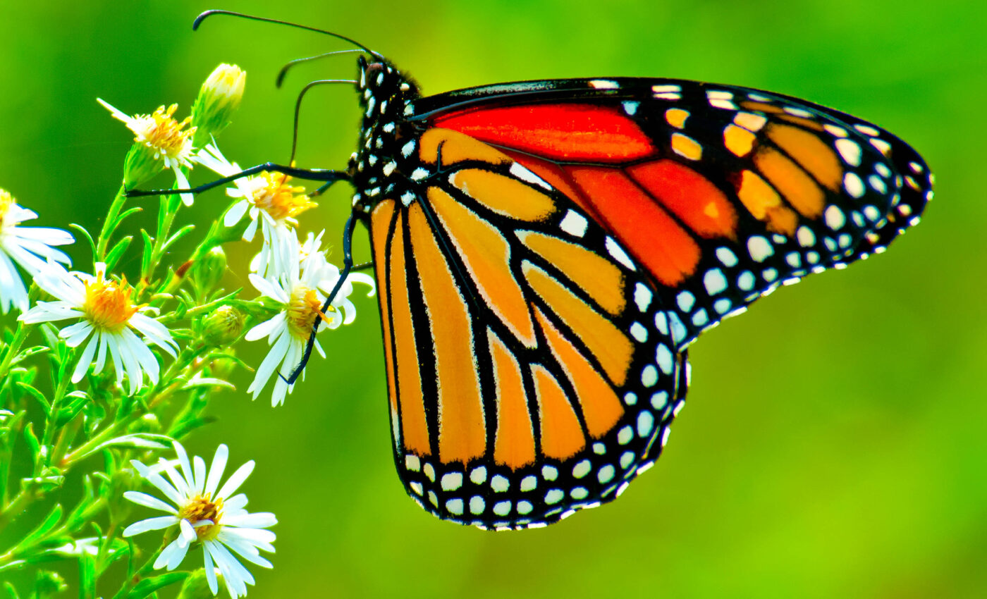Monarch butterfly populations have plummeted by 59 percent