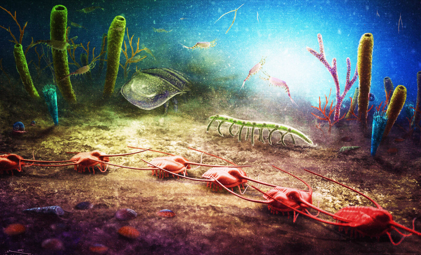 470 million-year-old animal fossils discovered in France's Cabrières Biota