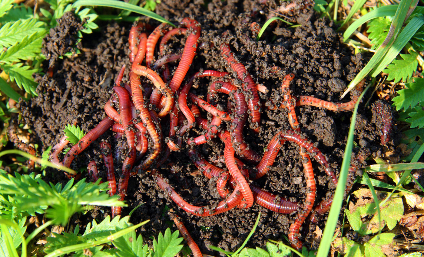 Invasive earthworms are reshaping North American ecosystems
