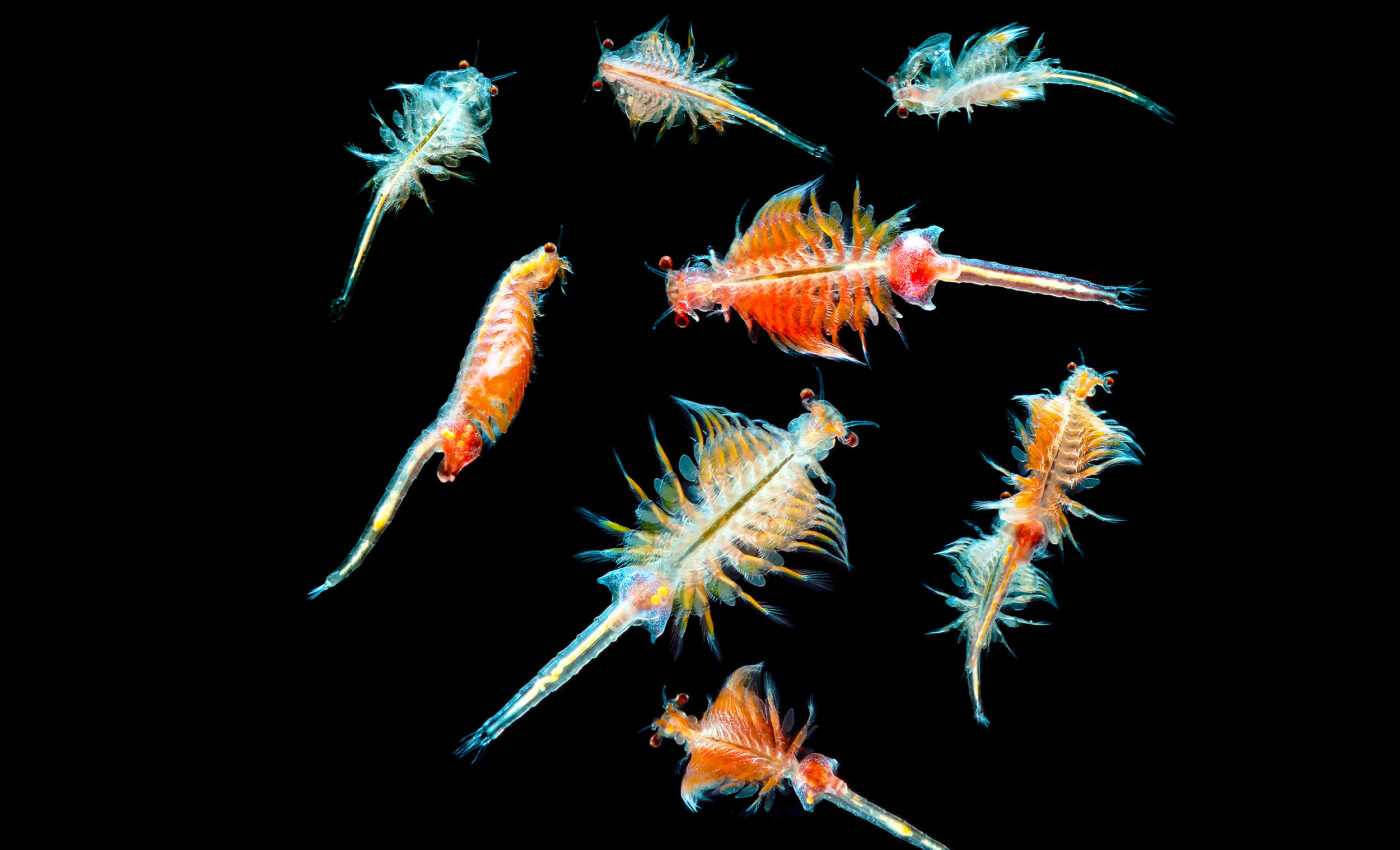 Plankton, tiny ocean creatures, are absolutely critical to life on Earth