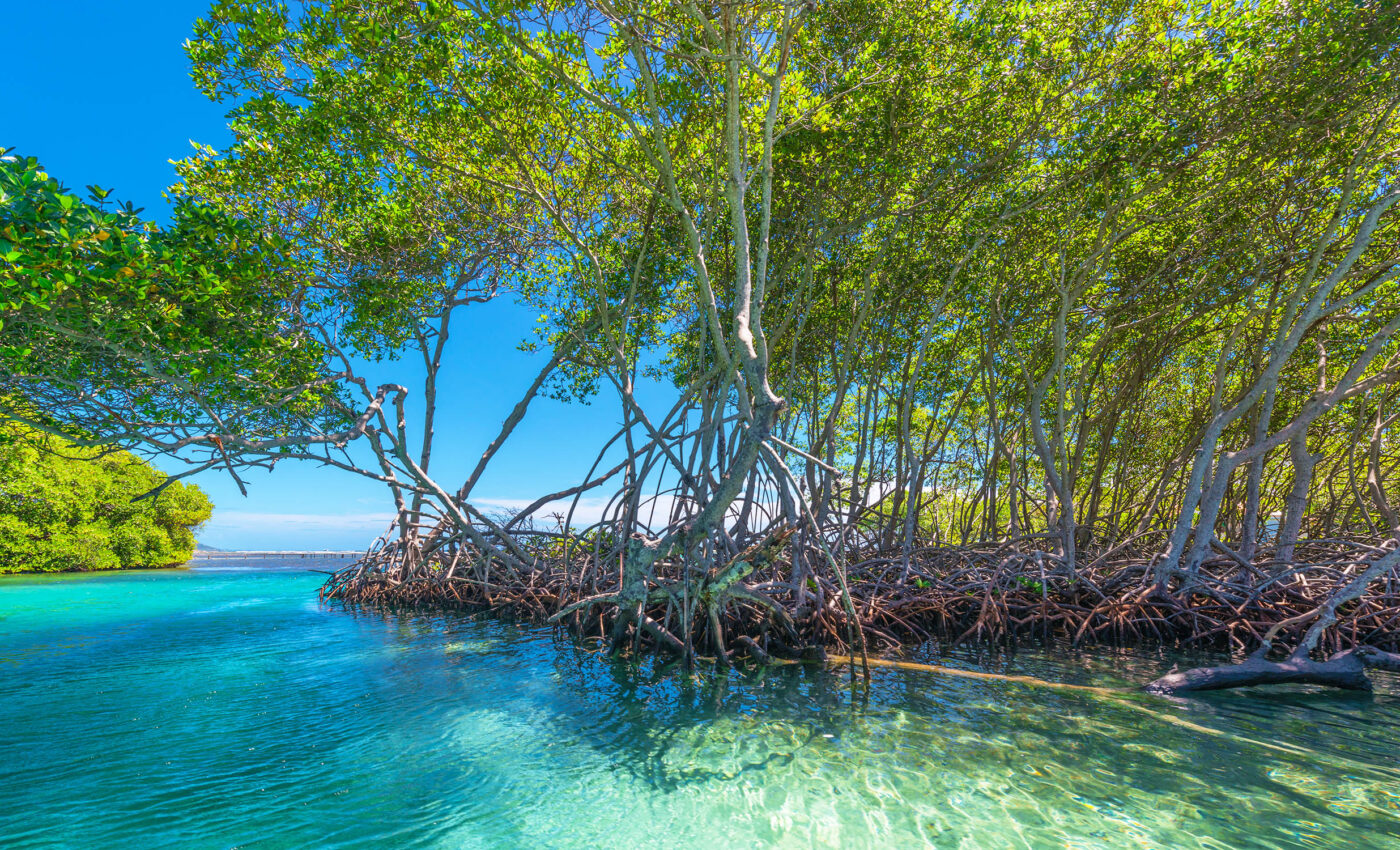 Mangroves and saltmarshes are much better at storing carbon than previously believed