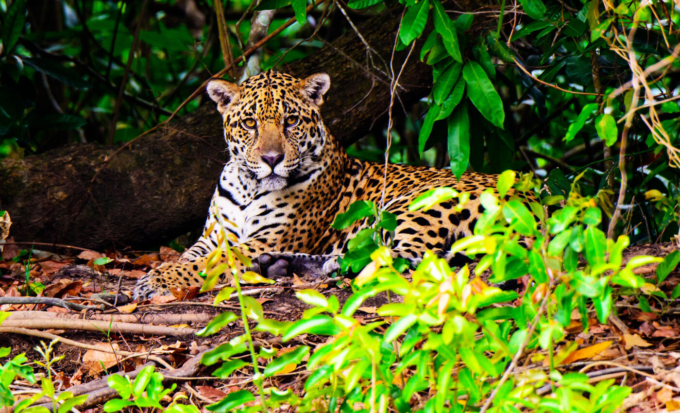 UN report: Alarming details about the current state of Earth’s wildlife