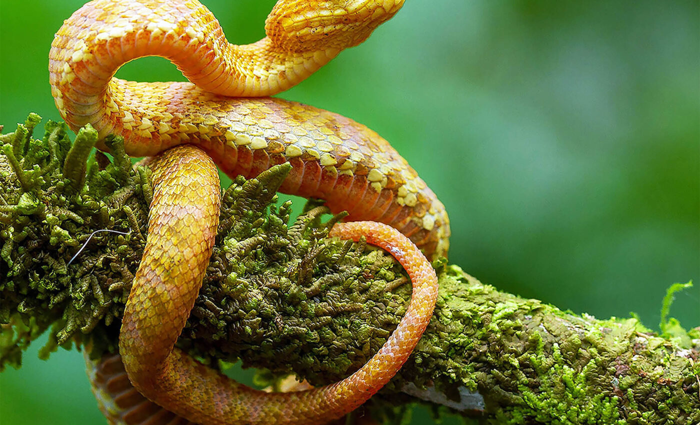 Five stunning new species of 'eyelash vipers' discovered