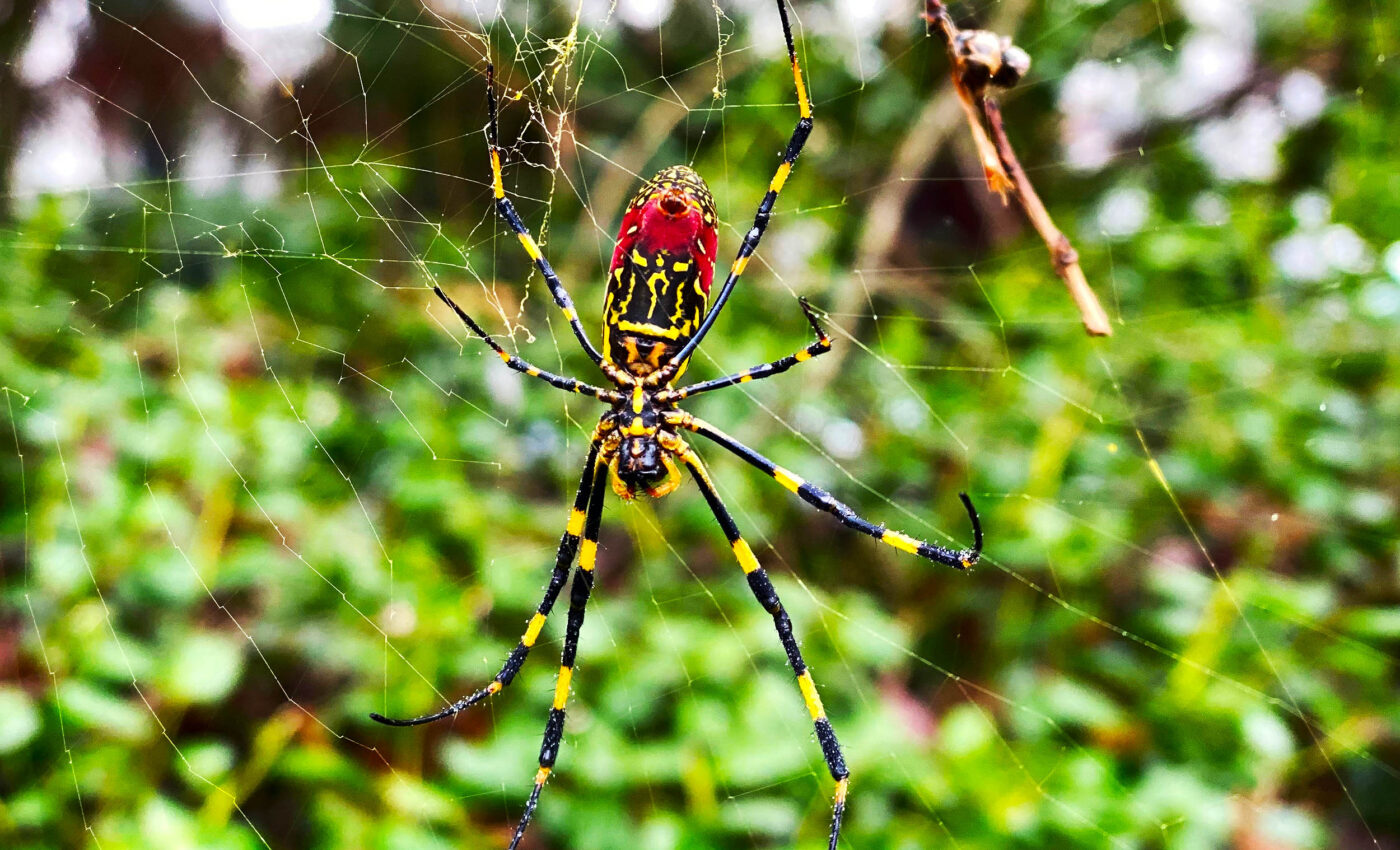 Menacing Joro spiders are now moving their invasion into US cities